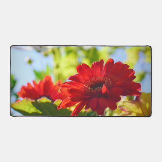 Red Gerber Daisies Beautiful Red Daisy Blume Schreibtischunterlage