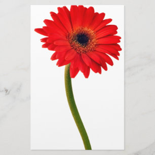 Red Gerber Daisy Blume Floral Daisies Blume Briefpapier