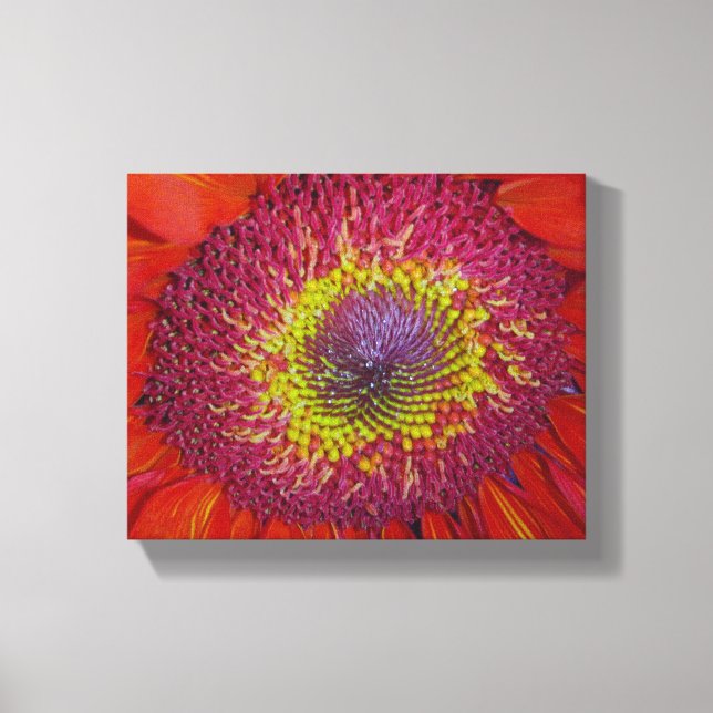 Red Gerber Daisy Leinwanddruck (Vorderseite)