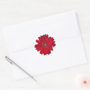 Red Gerber Daisy Nah Up Foto Runder Aufkleber
