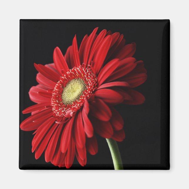 Red Gerber Daisy Square Magnet (Vorne)