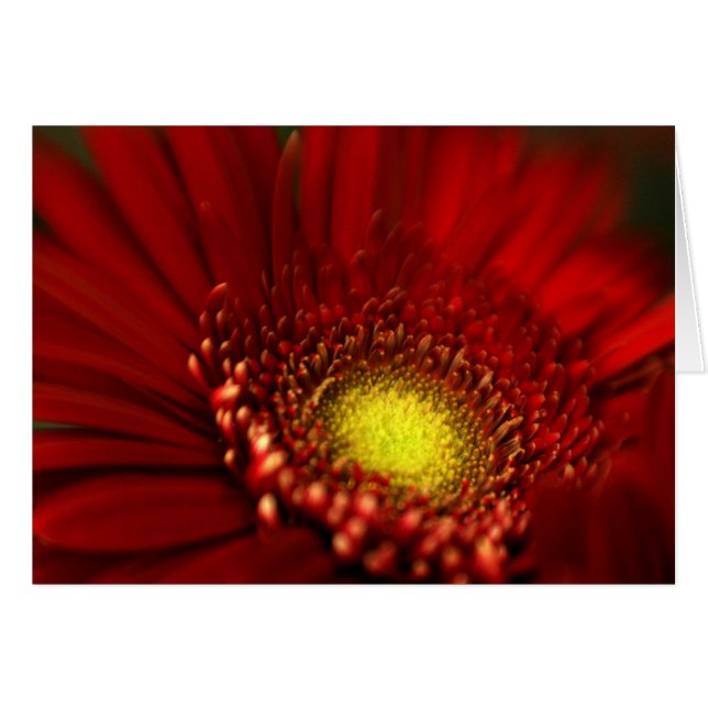 Red Gerbera Daisy (Vorderseite (Horizontal))