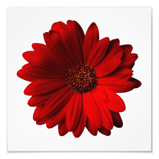 Red Gerbera Daisy Foto Print (Vorne)