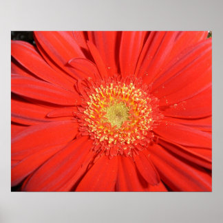 Red Gerbera Daisy Poster