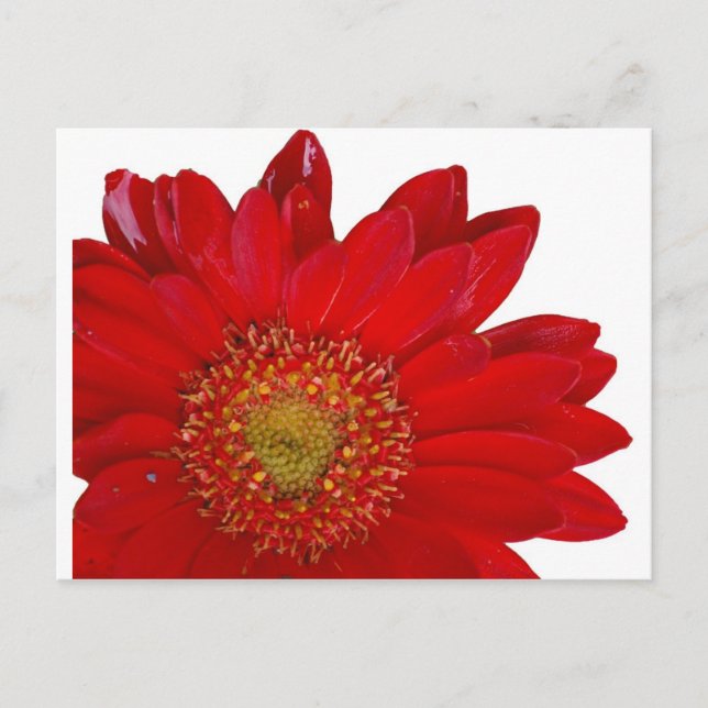 Red Gerbera Daisy Postkarte (Vorderseite)