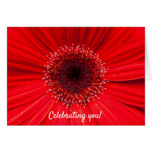 Red Gerbera Daisy pour anniversaire
