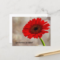 Red Gerbera Postcard
