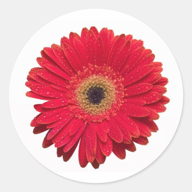 Red Gerbera Sticker (Vorderseite)
