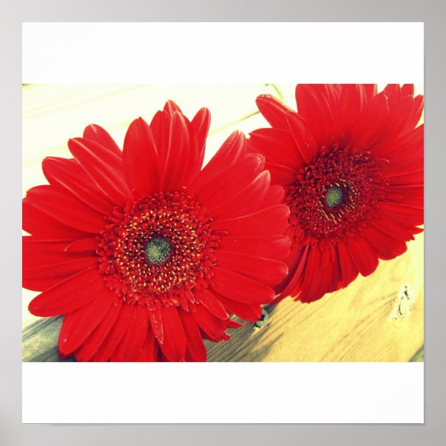 Red Gerberas Canvas Print Poster (Vorne)