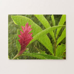 Red Ginger Blume (Alpinia) Tropical