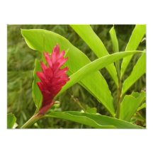 Red Ginger Blume (Alpinia) Tropical