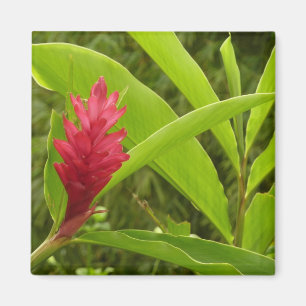 Red Ginger Blume (Alpinia) Tropical Magnet