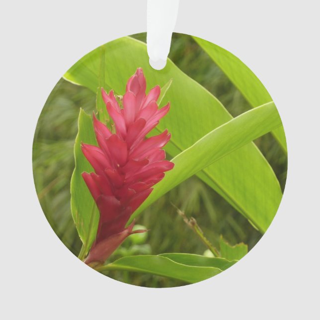 Red Ginger Blume (Alpinia) Tropical Ornament (Vorderseite)