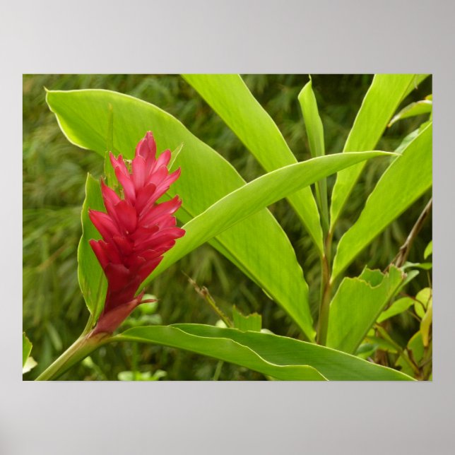 Red Ginger Blume (Alpinia) Tropical Poster (Vorne)