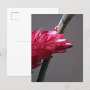 Red Ginger Blumen Postcard Postkarte