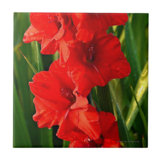 Red Gladiolas Fliese