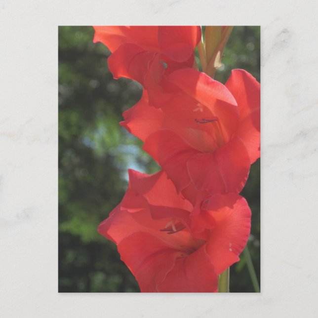 Red Gladiolas Postcards Postkarte (Vorderseite)