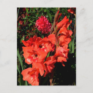 Red Gladiolas Postkarte