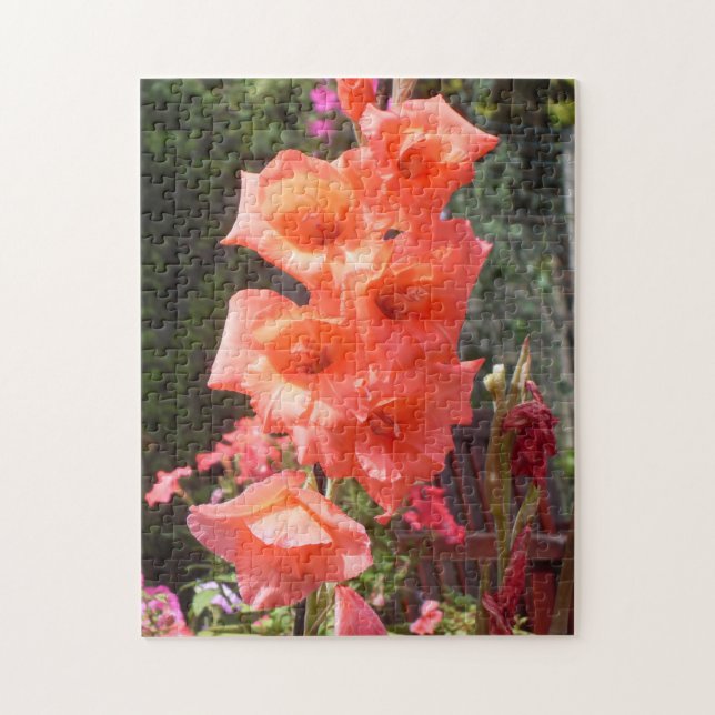 Red Gladioli Blume (Vertikal)