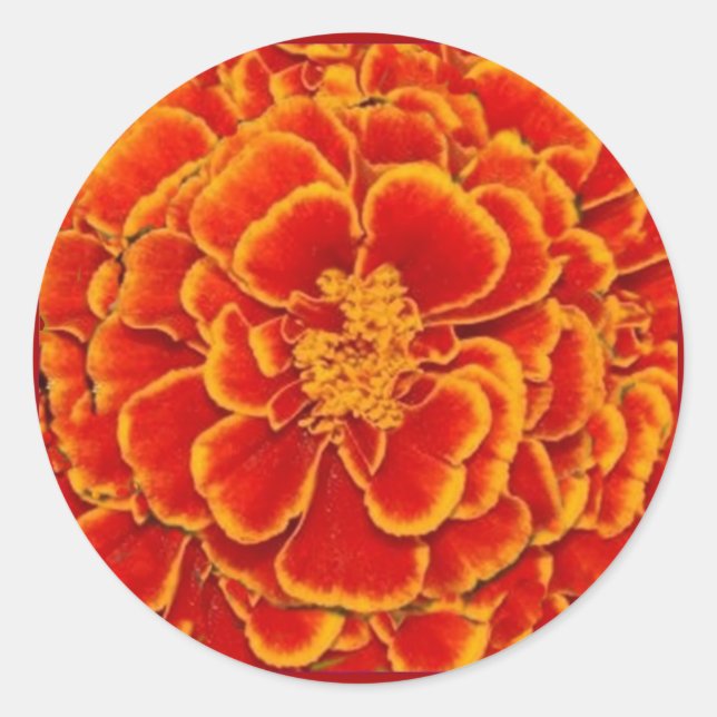 Red & Gold Marigold Blume Geschenke von Sharles Runder Aufkleber (Vorderseite)