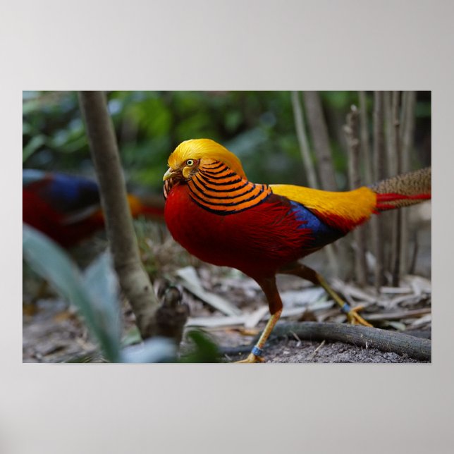 Red Golden Pheasant Poster (Vorne)