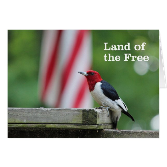 Red-headed Woodpecker (Vorderseite (Horizontal))