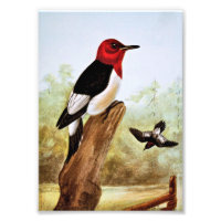 Red Headed Woodpecker Art