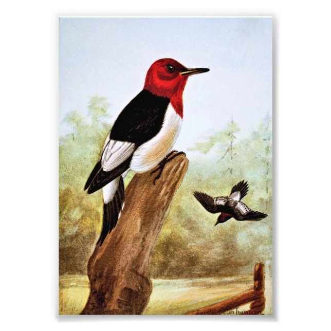Red Headed Woodpecker Art Fotodruck (Vorne)