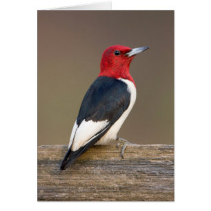 Red-headed Woodpecker on fence