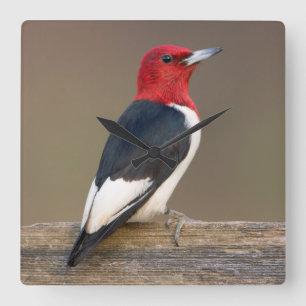 Red-headed Woodpecker on fence Quadratische Wanduhr