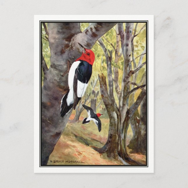 Red-Headed Woodpecker - Robert Bruce Horsfall Postkarte (Vorderseite)