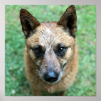 Red Healer Australischer Rinderhund Poster