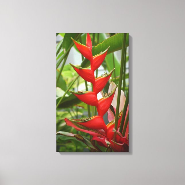 Red Heliconia Leinwanddruck (Vorderseite)