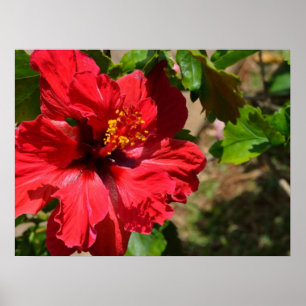 Red Hibiscus Canvas Print Poster