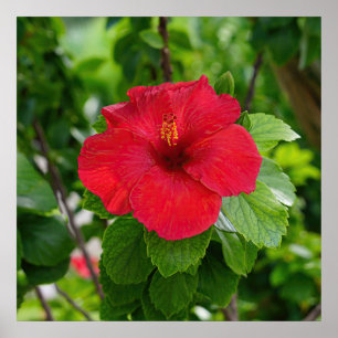 Red Hibiskus Blumen Poster