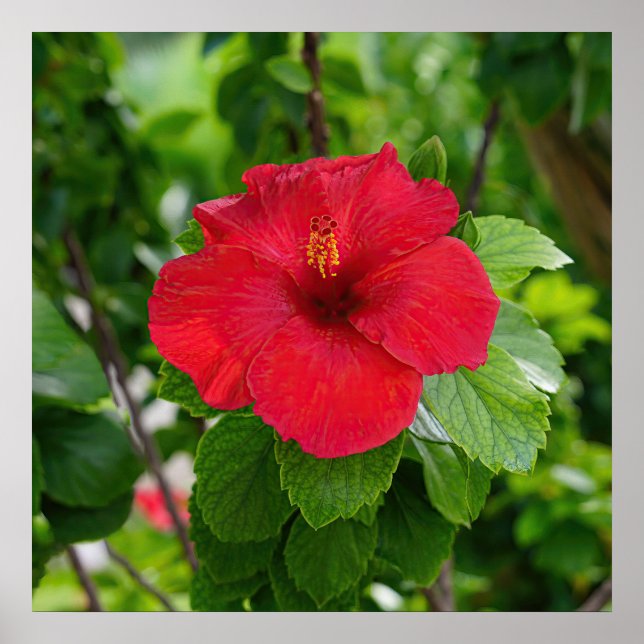 Red Hibiskus Blumen Poster (Vorne)