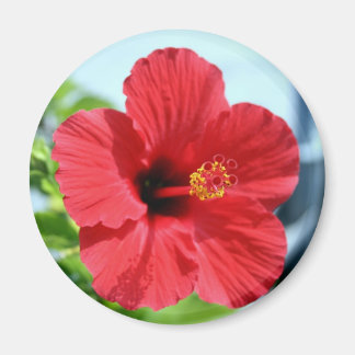 Red Hibiskus Magnet