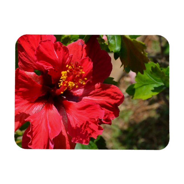 Red Hibiskus Magnet (Horizontal)
