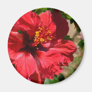 Red Hibiskus Magnet