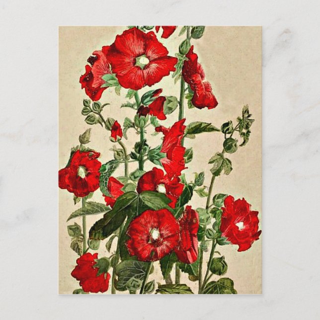 Red Hollyhocks Postkarte (Vorderseite)