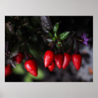 Red Hot Garden Salsa Chili Paprikaschoten.