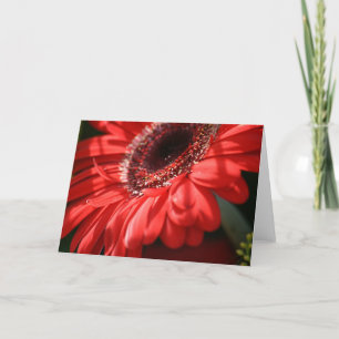 Red Hot Gerbera Karte