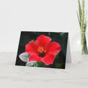 Red Hot Hibiskus Happy Birthday Karte
