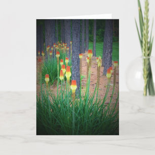 Red Hot Pokers, Karte