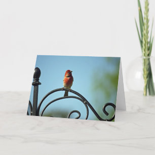 Red House Wren Birthday Greetings Karte