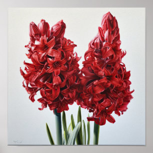 Red Hyacinth Blumen Art Print Poster