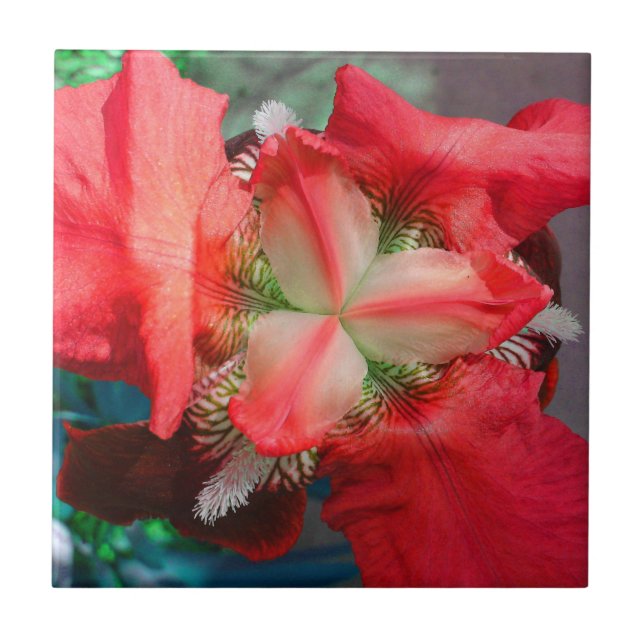 Red Iris Tile Fliese (Vorderseite)