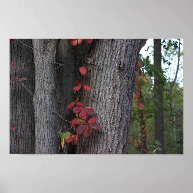 Red Ivy on Tree Poster (Vorne)