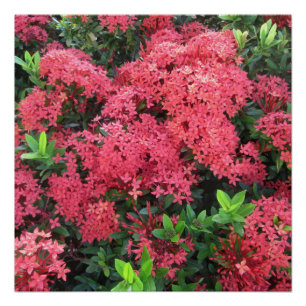 Red Ixora Cluster Poster