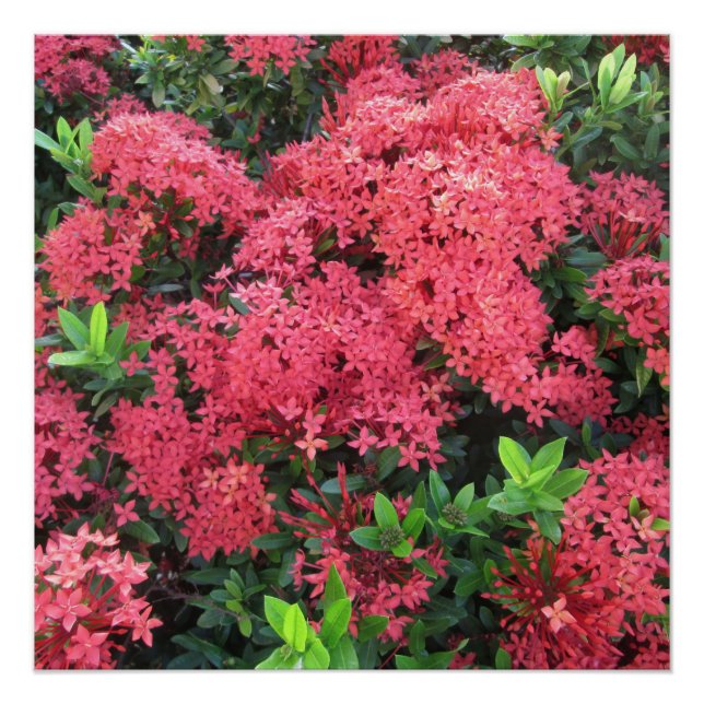 Red Ixora Cluster Poster (Vorderseite)